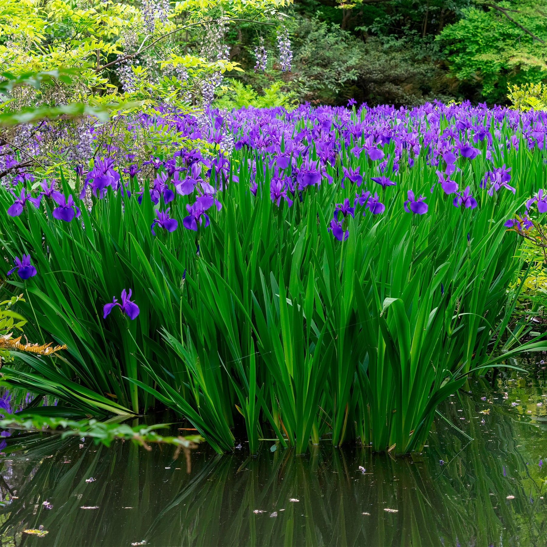 Iris pseudacorus 'Blue' / Moerasiris - Iris pseudacorus Blue - Willemse