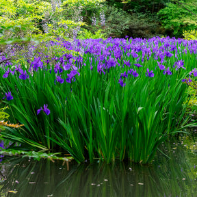 Iris pseudacorus 'Blue' / Moerasiris - Iris pseudacorus Blue - Willemse