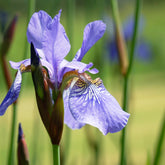 Iris siberica Fran's Gold ® - Iris siberica 'Fran's Gold' / Siberische lis - Moerasiris