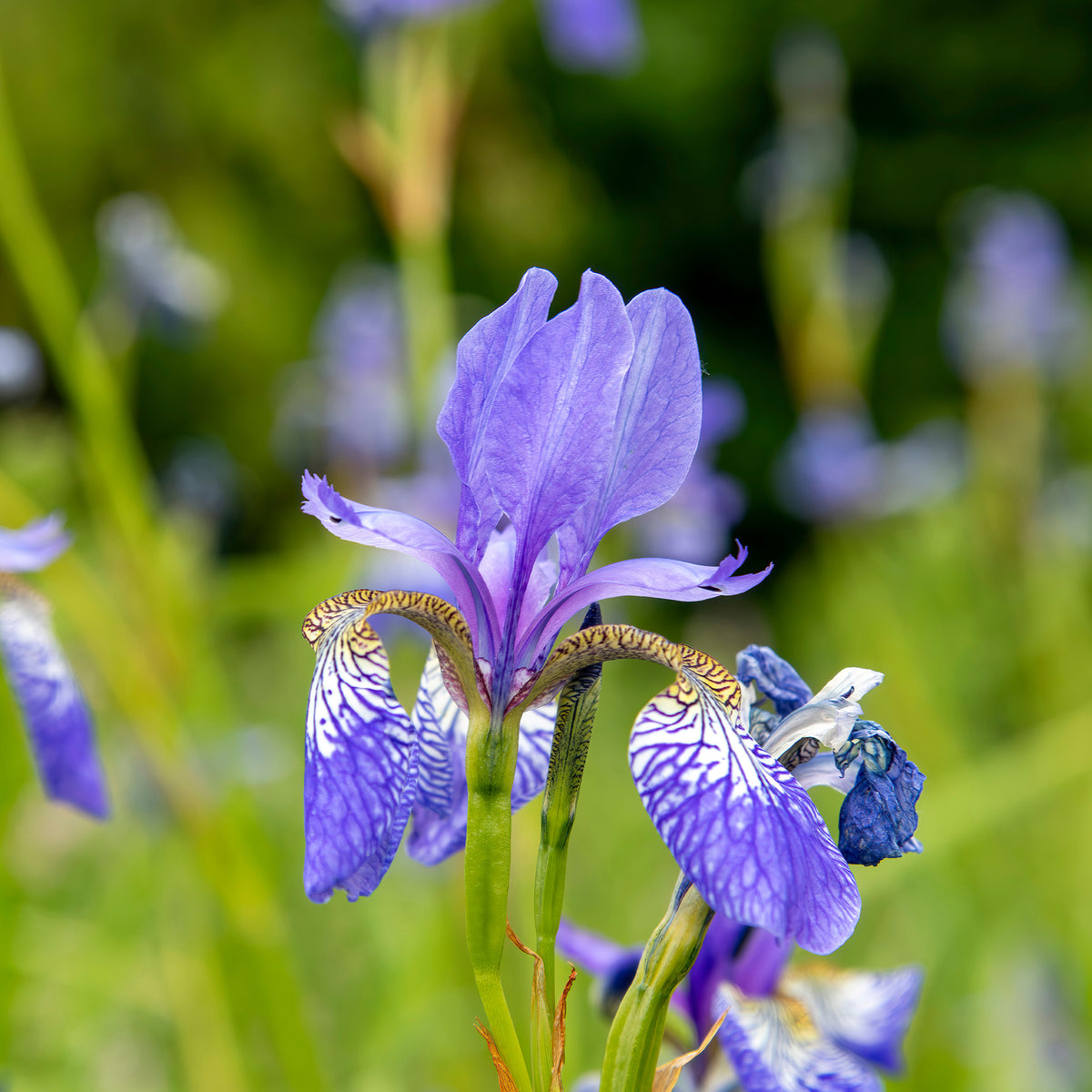 Iris siberica 'Fran's Gold' / Siberische lis - Iris siberica Fran's Gold ® - Willemse