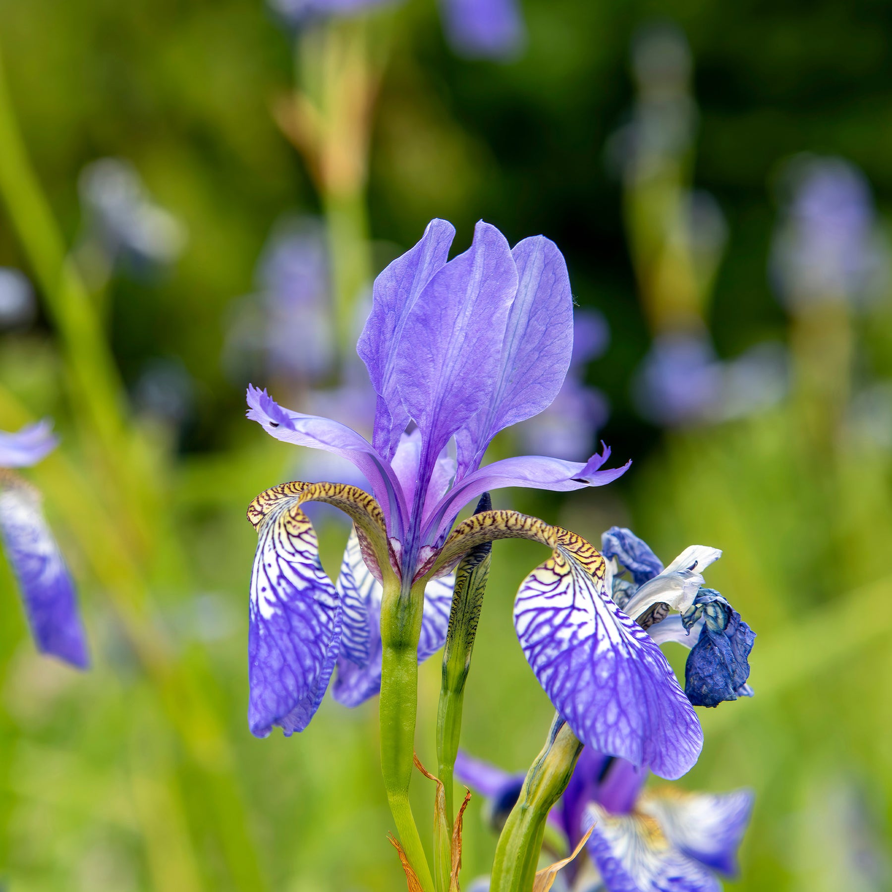 Iris siberica 'Fran's Gold' / Siberische lis - Iris siberica Fran's Gold ® - Willemse