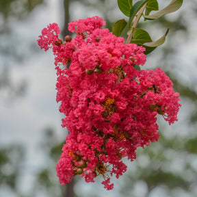 Indiase sering dynamiet - Lagerstroemia indica Dynamite - Willemse
