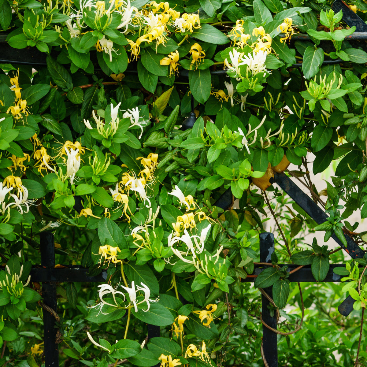 Japanse Kamperfoelie 'Hall's Prolific' - Lonicera japonica Hall's Prolific - Willemse