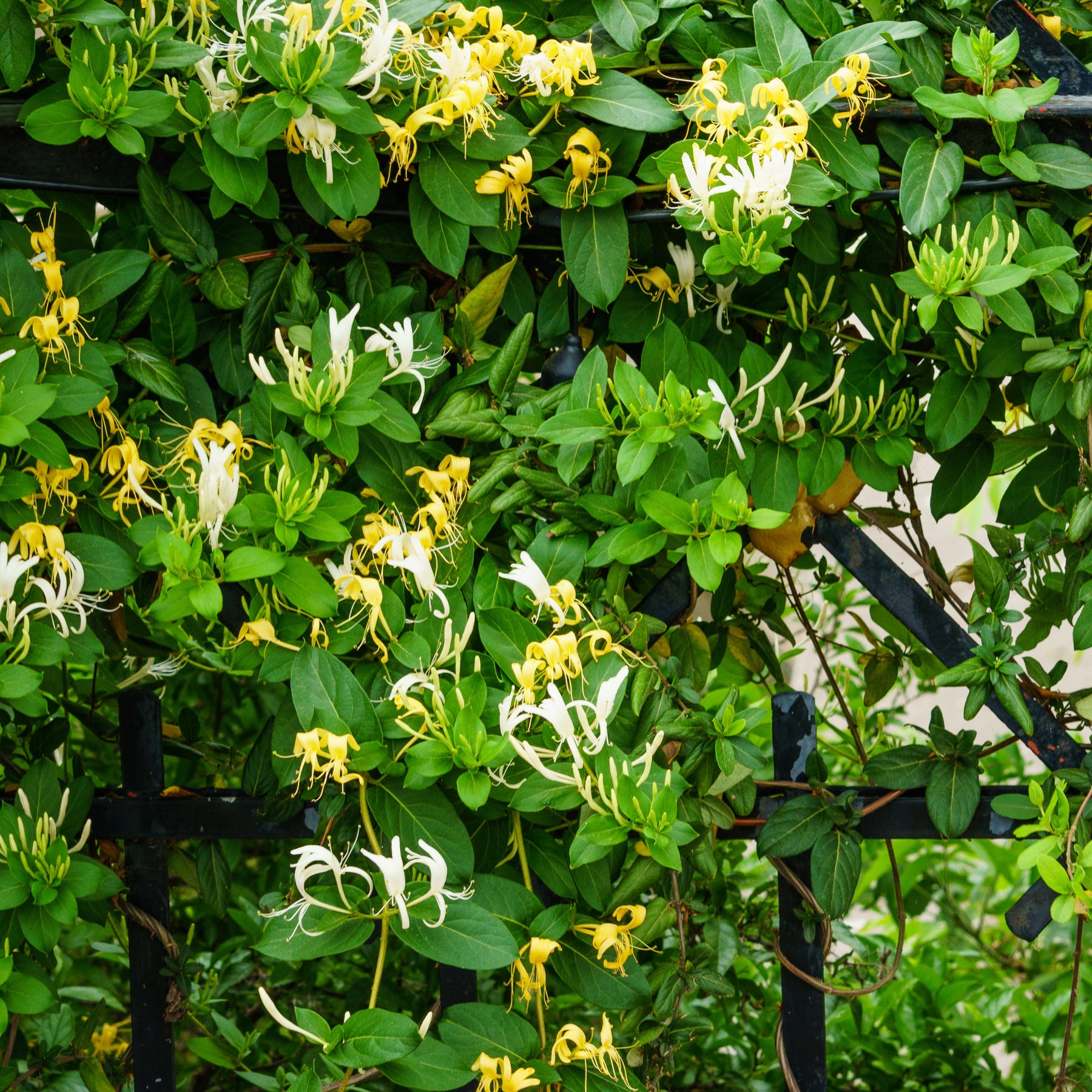 Japanse Kamperfoelie 'Hall's Prolific' - Lonicera japonica Hall's Prolific - Willemse