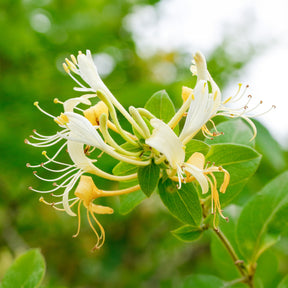 Lonicera japonica Halliana - Japanse kamperfoelie 'Halliana' - Kamperfoelie