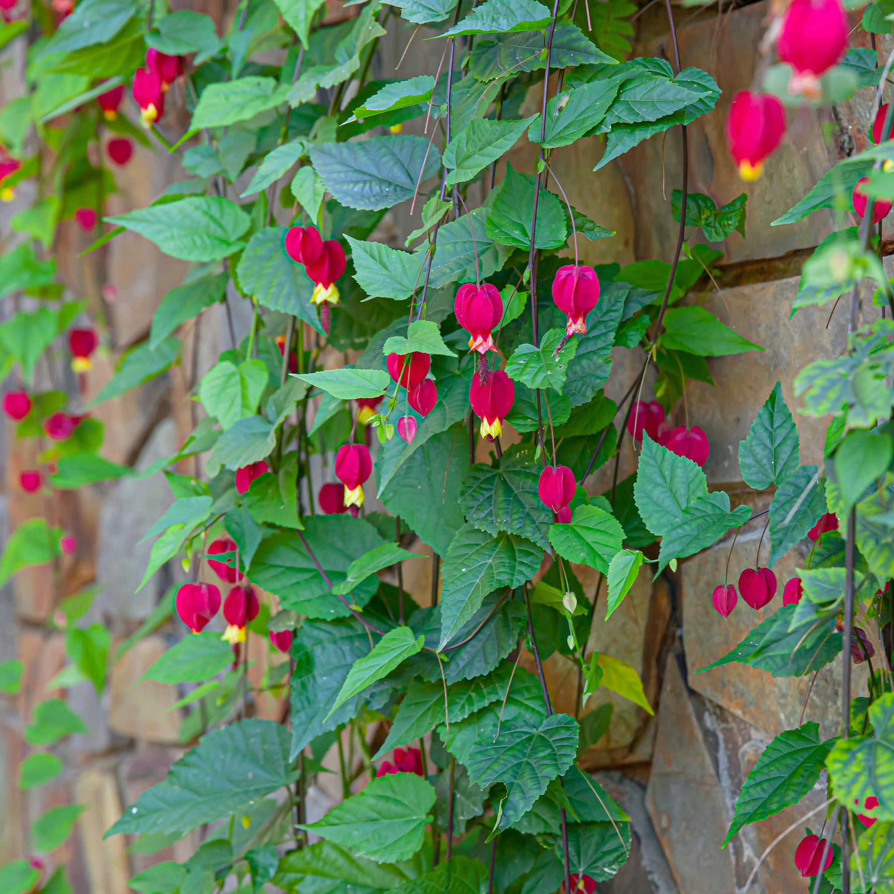 Wintergroene lantaarn