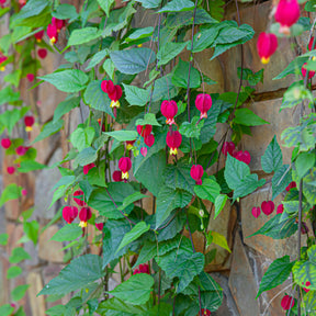 Wintergroene lantaarn