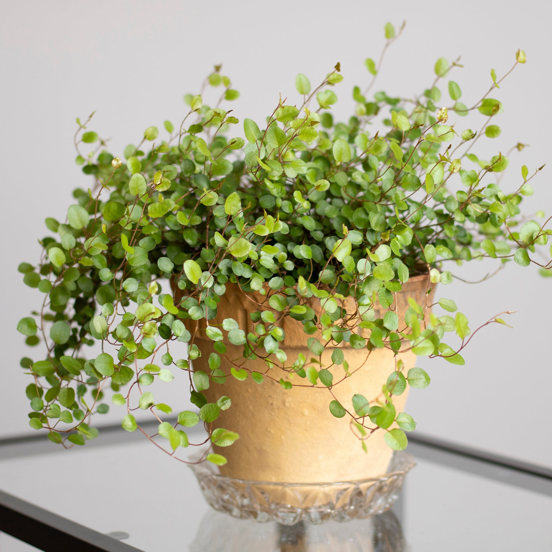 Verkoop MUEHLENBECKIA complexa® kruipend en klimmend - Muehlenbeckia complexa