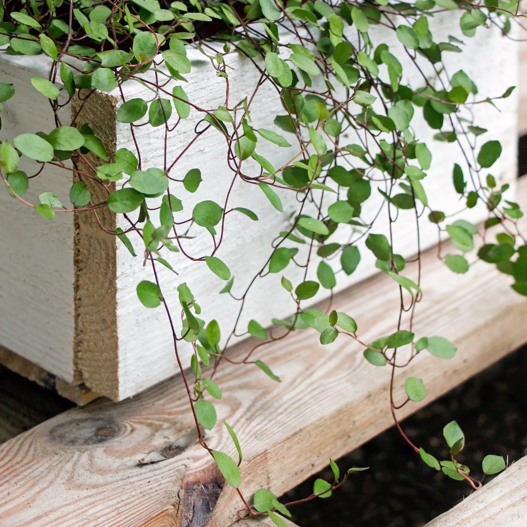 Hangplanten voor terras en balkon - MUEHLENBECKIA complexa® kruipend en klimmend - Muehlenbeckia complexa