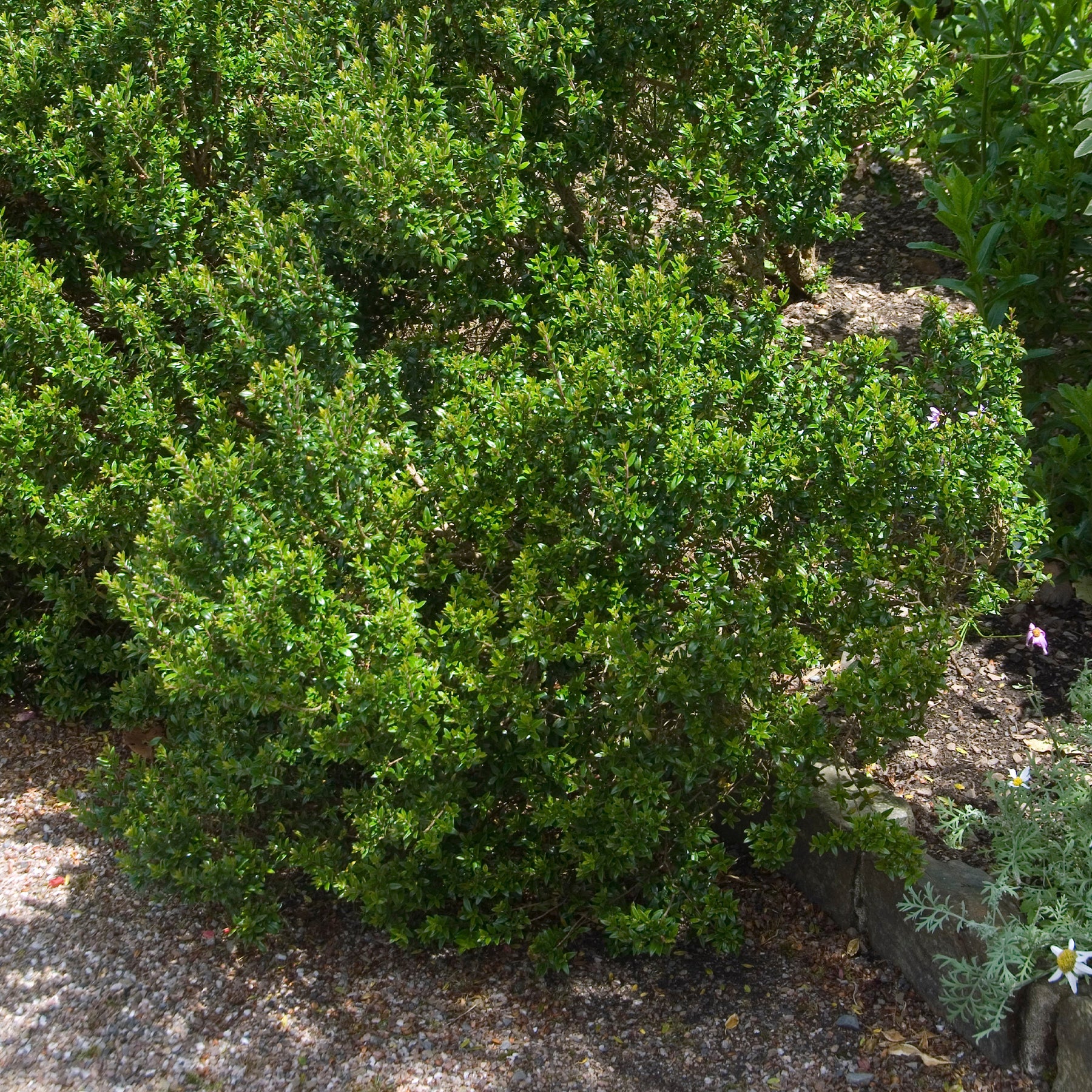 Myrtus communis Tarentina - Taranto mirte - Mediterrane planten