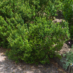 Myrtus communis Tarentina - Taranto mirte - Mediterrane planten