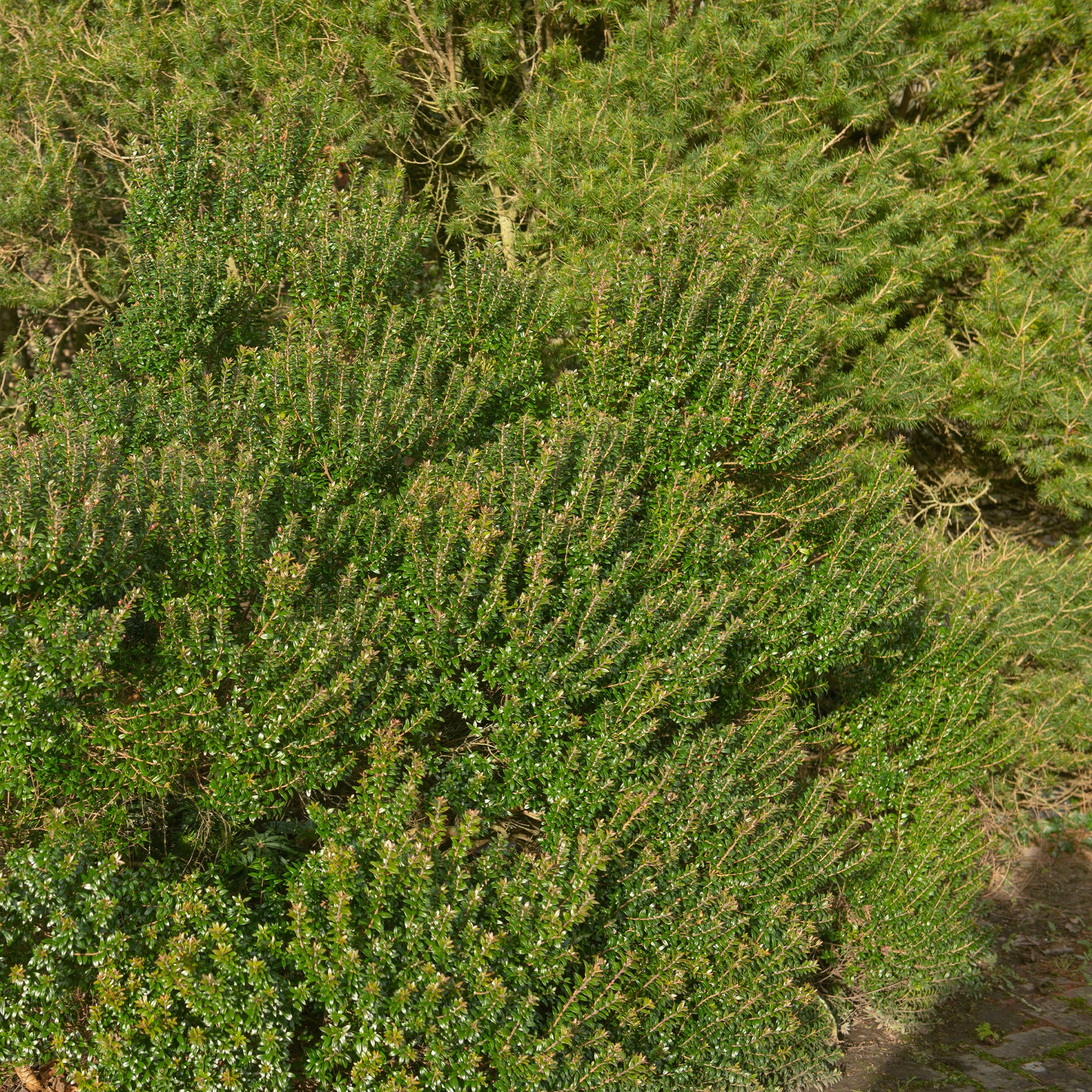 Taranto mirte - Myrtus communis Tarentina - Willemse