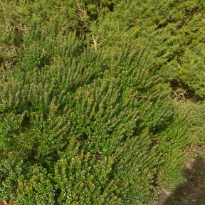 Taranto mirte - Myrtus communis Tarentina - Willemse