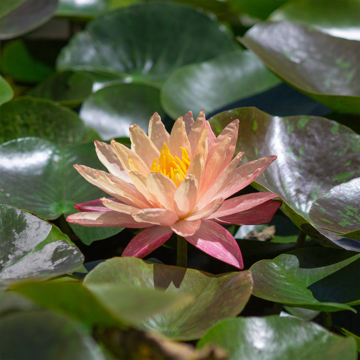 Waterlelie 'Wanvisa' - Willemse