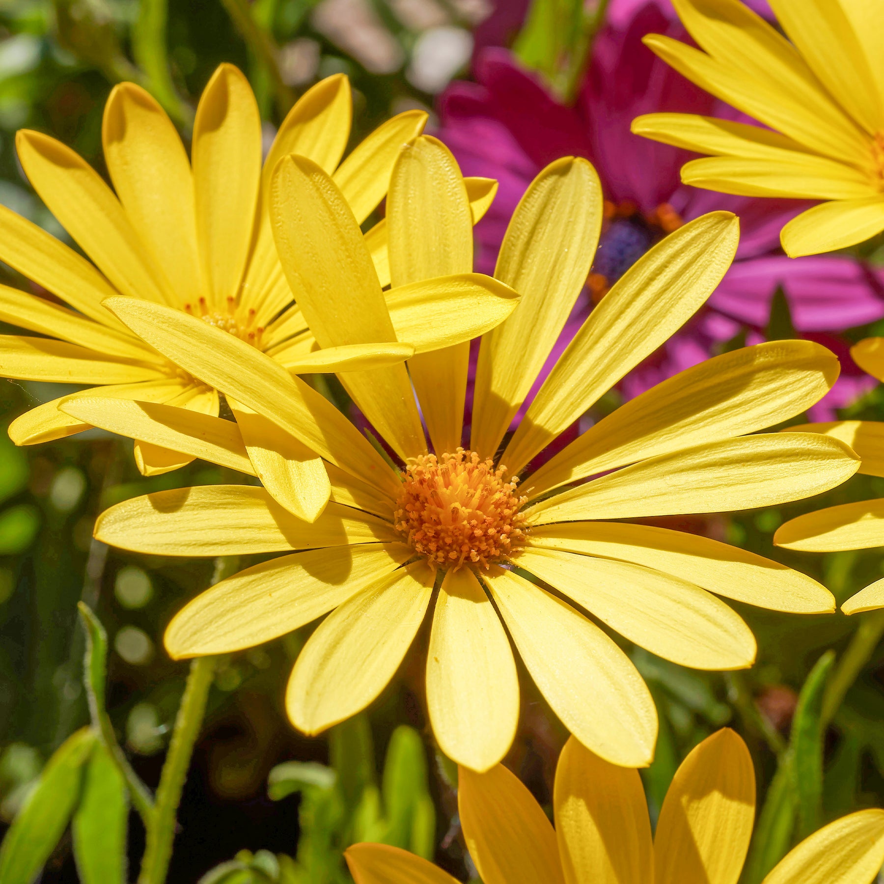 Gele kaapse margriet - Osteospermum jaune - Willemse