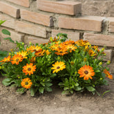 Koranje kaapse margriet - Osteospermum orange - Willemse