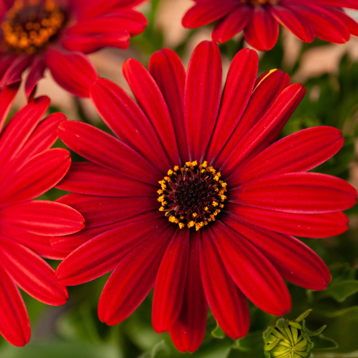 Rode kaapse margriet - Osteospermum rouge - Willemse