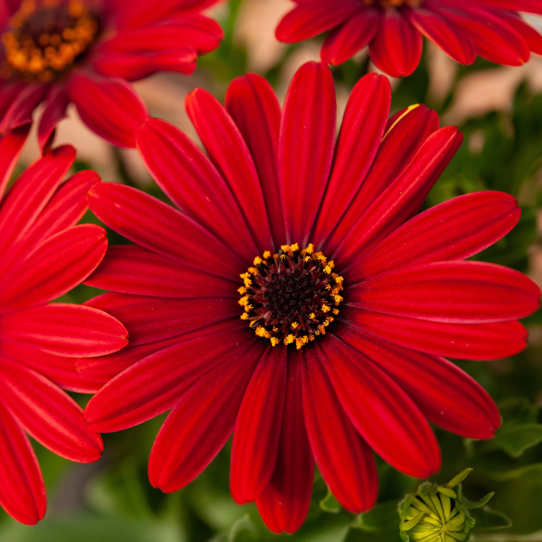 Rode kaapse margriet - Osteospermum rouge - Willemse