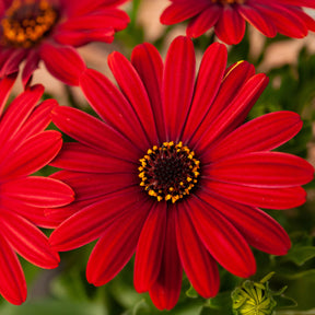 Rode kaapse margriet - Osteospermum rouge - Willemse