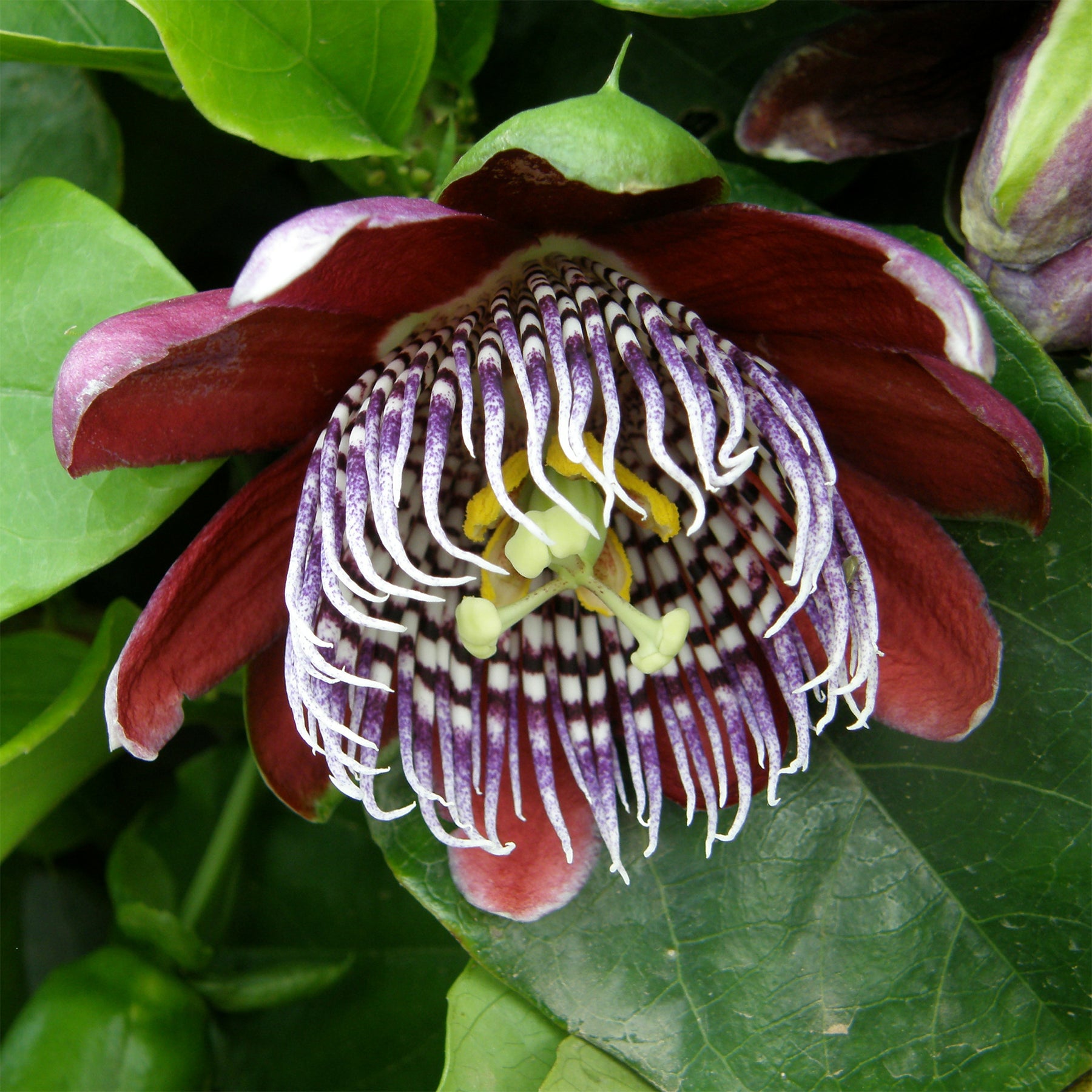 Wilde grenadille/gevleugelde passiebloem - Passiflora alata - Willemse