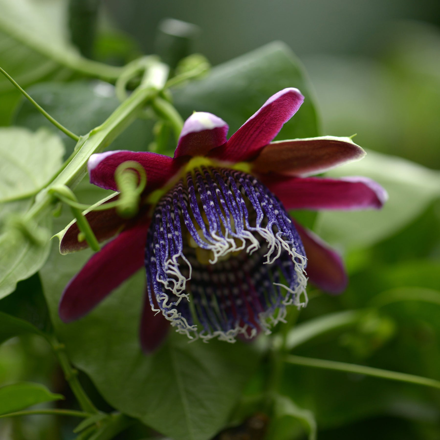 Wilde grenadille/gevleugelde passiebloem - Passiebloem - Willemse