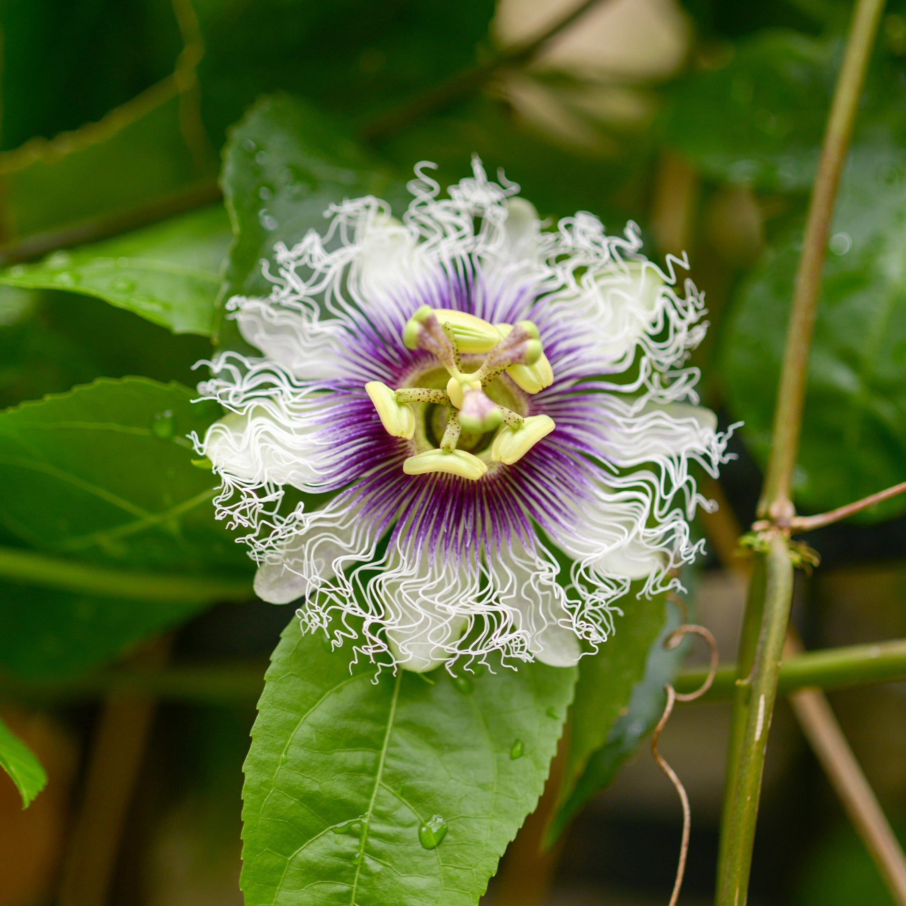 Passievrucht (Granadilla) - Passiflora edulis - Willemse