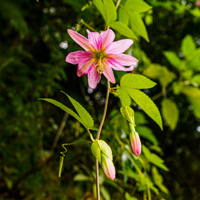 Banaan passiebloem - Passiflora mollissima - Willemse