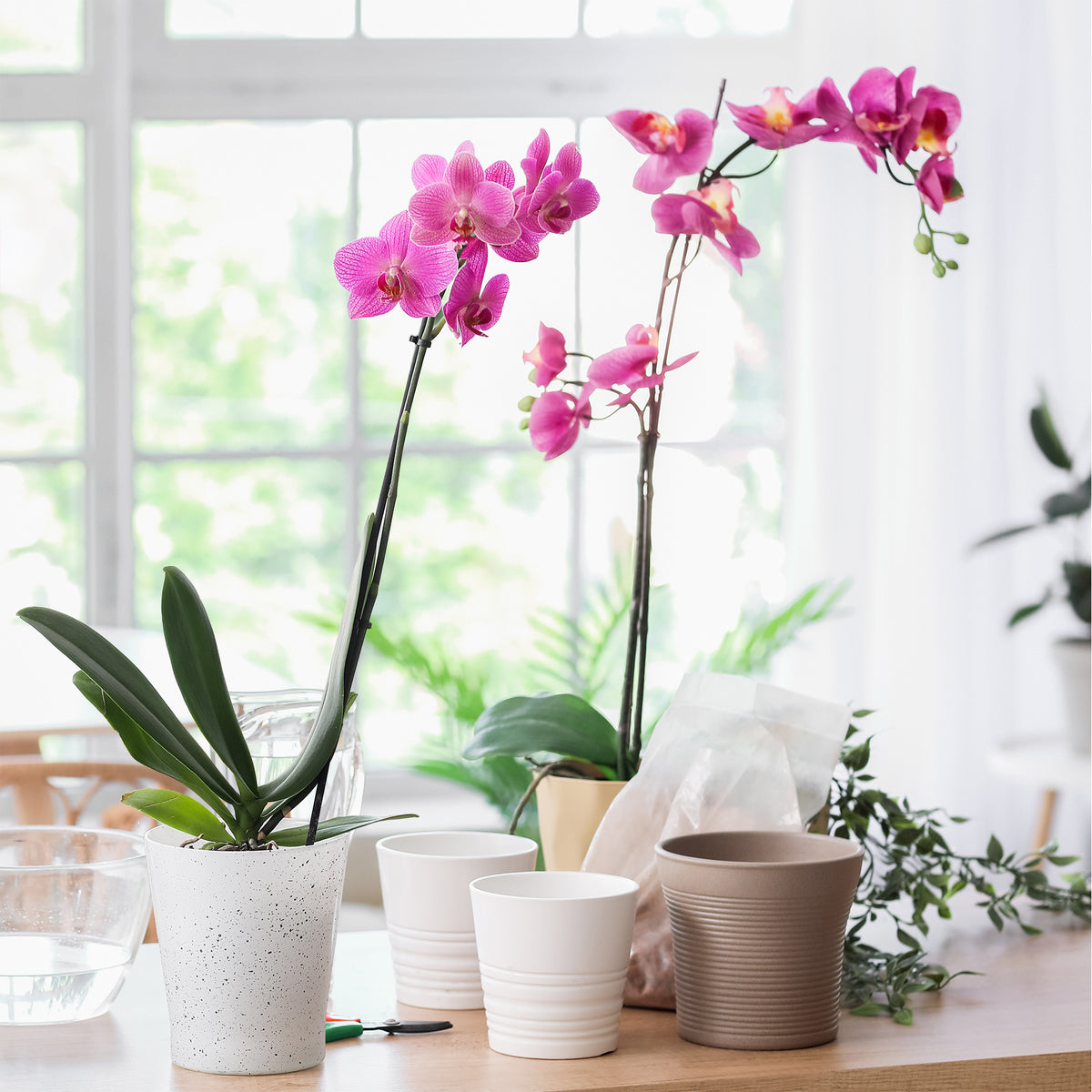 Roze vlinderorchidee - Phalaenopsis rosa - Willemse