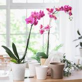 Roze vlinderorchidee - Phalaenopsis rosa - Willemse