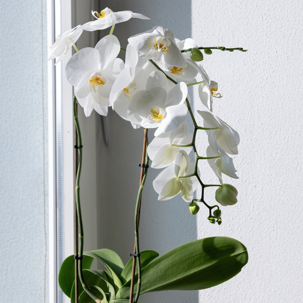 Witte vlinderorchidee - Phalaenopsis white - Willemse
