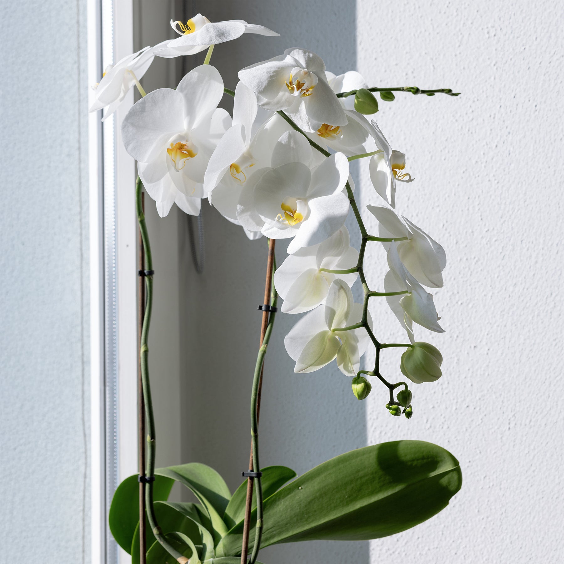 Witte vlinderorchidee - Phalaenopsis white - Willemse