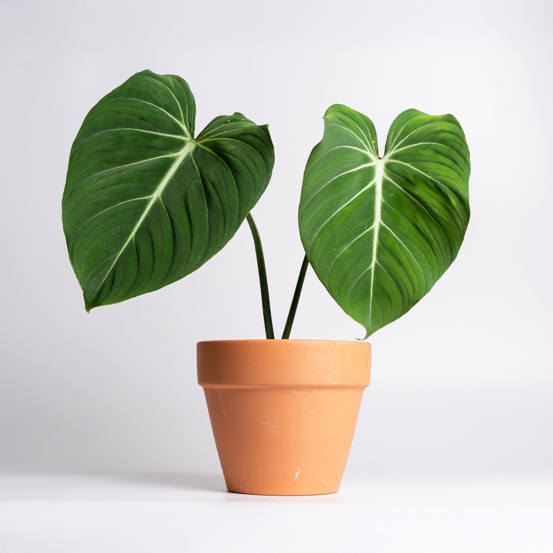Philodendron Gloriosum - Willemse