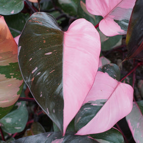 Philodendron Pink Princess - Philodendron Pink Princess - Philodendron