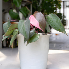 Philodendron Pink Princess - Willemse