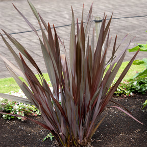 Phormium Black Adder ® - Willemse
