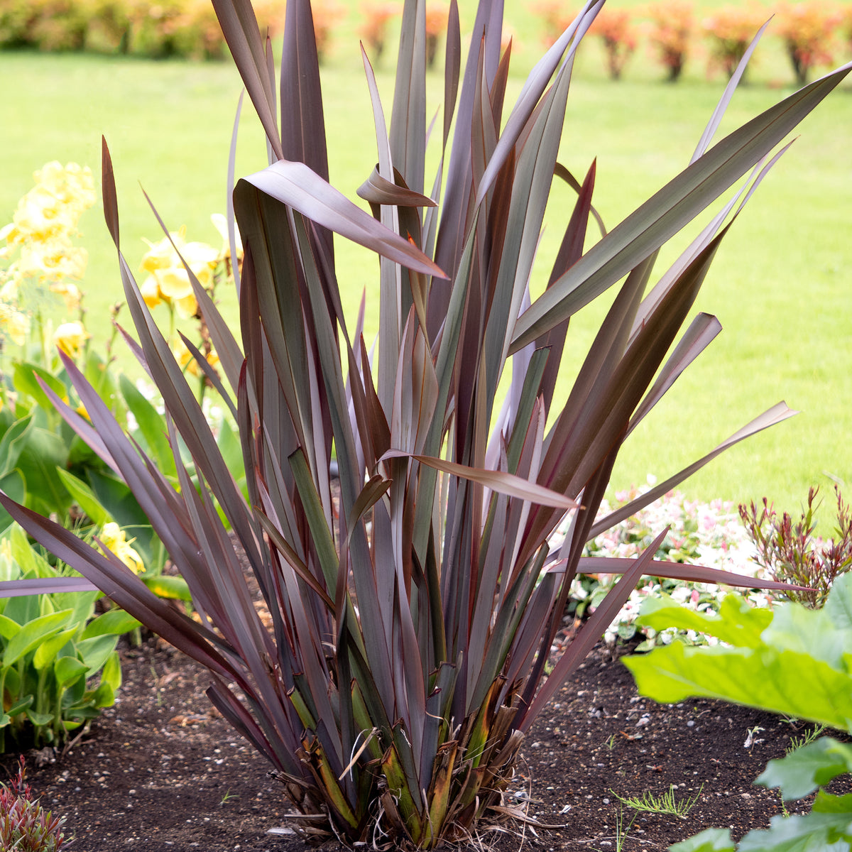 Phormium Black Adder ® - Phormium tenax Black Adder ® - Willemse