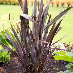 Phormium Black Adder ® - Phormium tenax Black Adder ® - Willemse