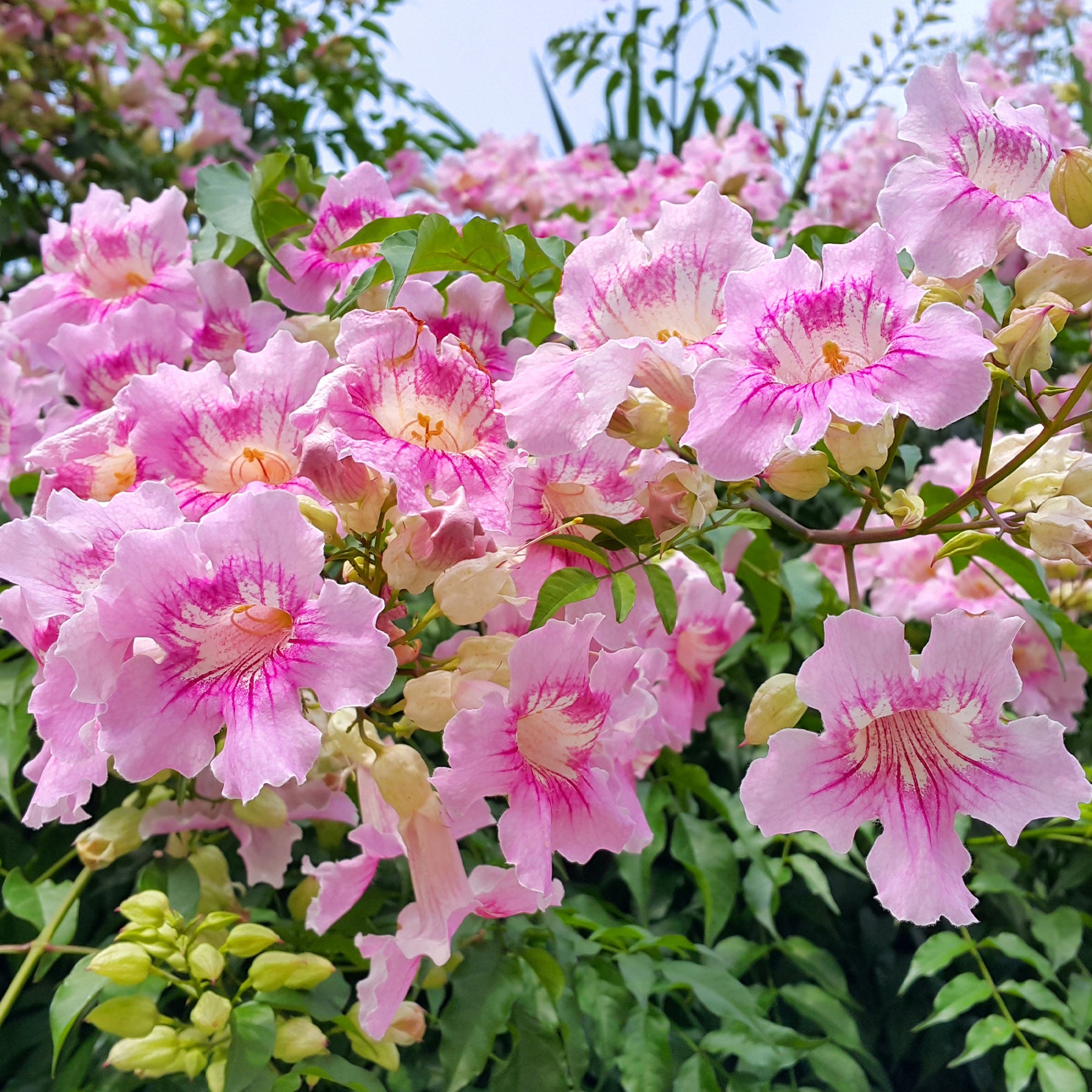 Roze bignon Comtesse Sarah - Podranea ricasoliana Comtesse Sarah - Willemse