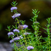 Engelse watermunt - Preslia cervina - Willemse