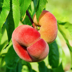 Platte perzik Saturn - Prunus persica Saturne - Willemse