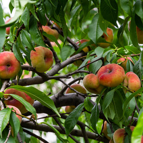 Platte perzik Saturn - Willemse