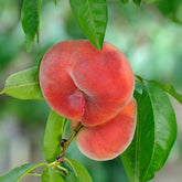 Verkoop Platte perzik Saturn