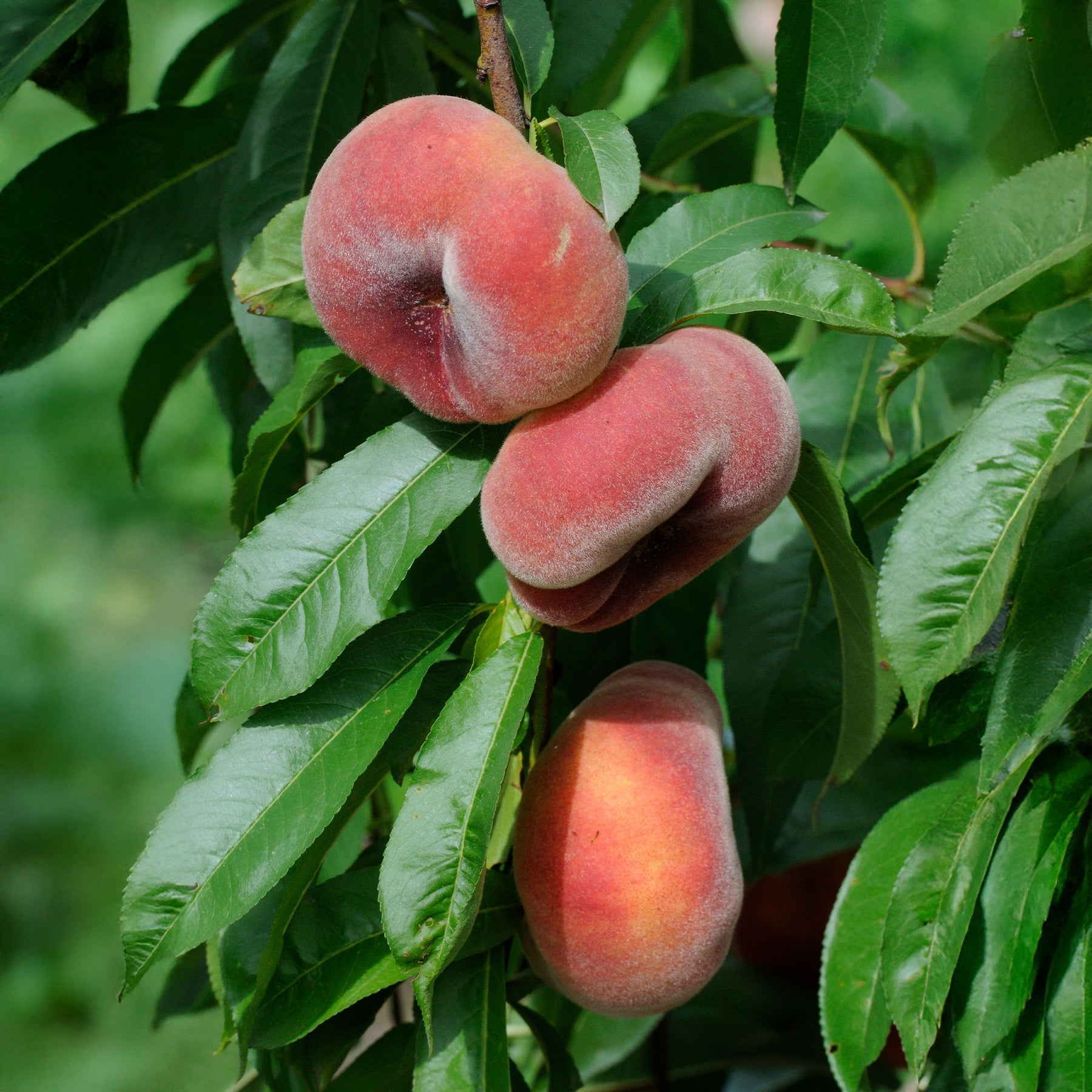 Verkoop Platte perzik Saturn - Prunus persica Saturne