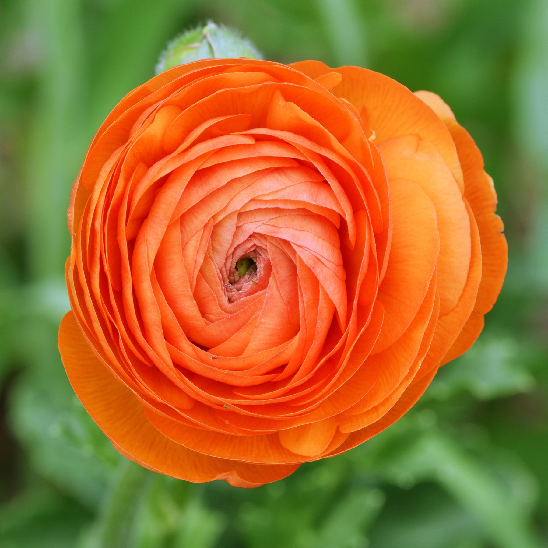 Oranje ranonkel (10x) - Ranunculus asiaticus Orange - Willemse