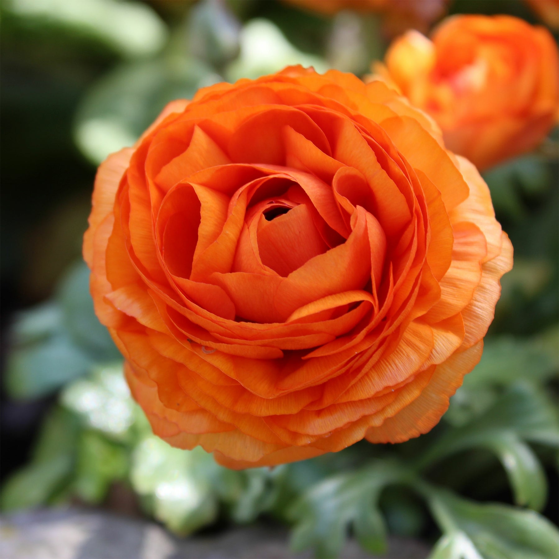 Oranje ranonkel (10x) - Willemse