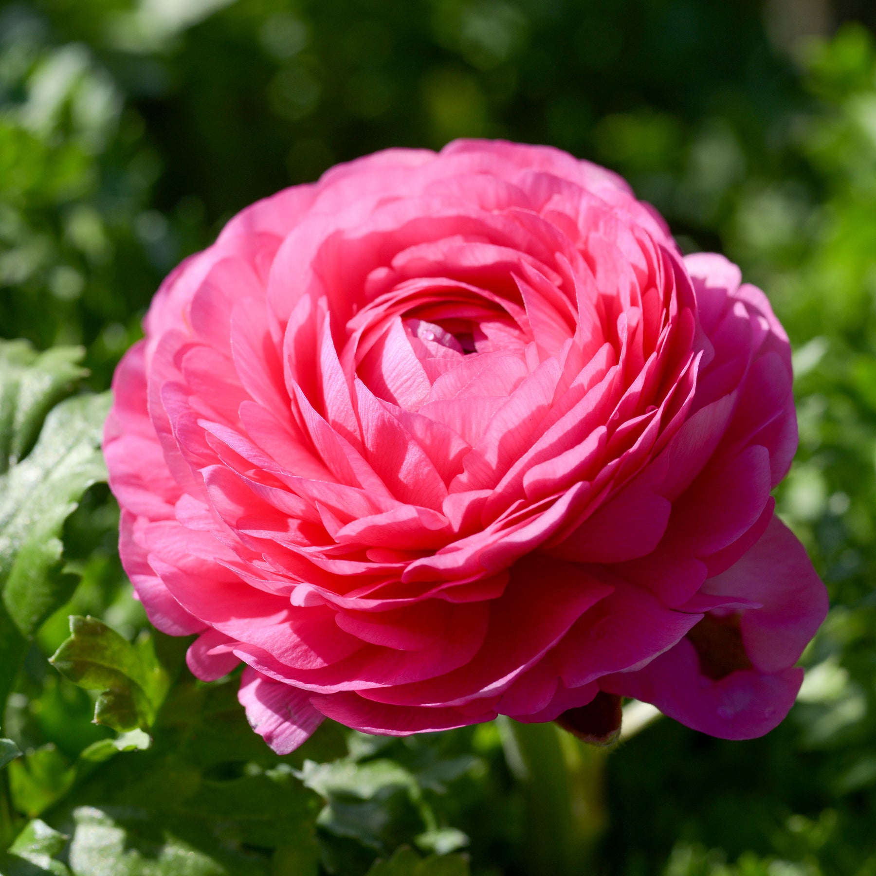 Roze ranonkel (10x) - Ranunculus asiaticus Pink - Willemse
