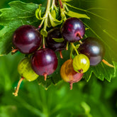 Zwarte bes - Jostabes - Ribes nidigrolaria Josta