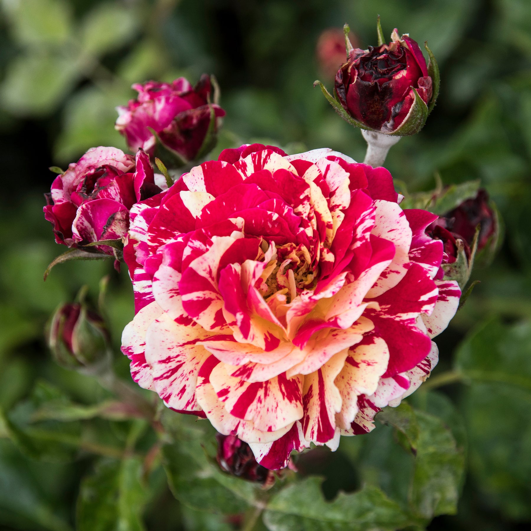 Trosroos Abracadabra - Rosa Abracadabra® Koramsaro - Willemse