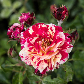 Trosroos Abracadabra - Rosa Abracadabra® Koramsaro - Willemse