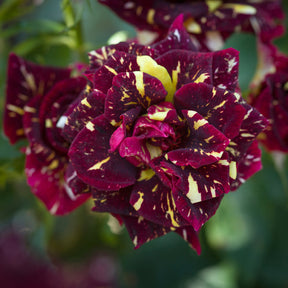 Verkoop Trosroos Abracadabra - Rosa Abracadabra® Koramsaro